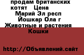 продам британских котят › Цена ­ 1 500 - Марий Эл респ., Йошкар-Ола г. Животные и растения » Кошки   